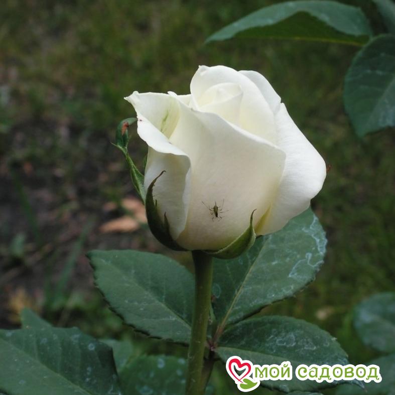 Роза чайно-гибридная Анастасия