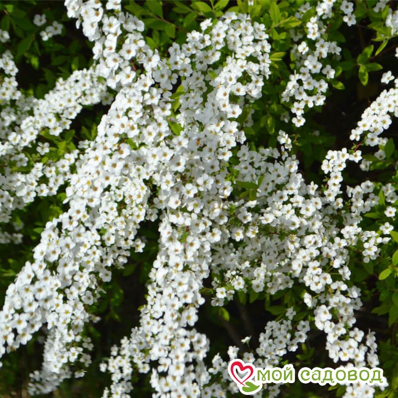 Спирея "Аргута"