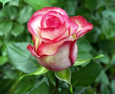 Роза Карусель