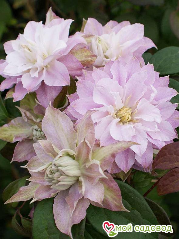 Клематис Дансинг Смайл ЗКС