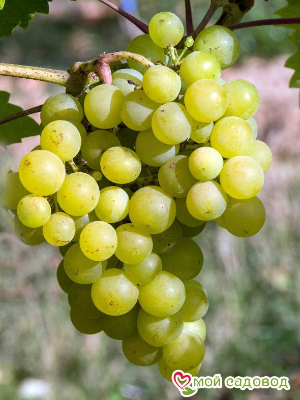 Виноград Мускат Одесский