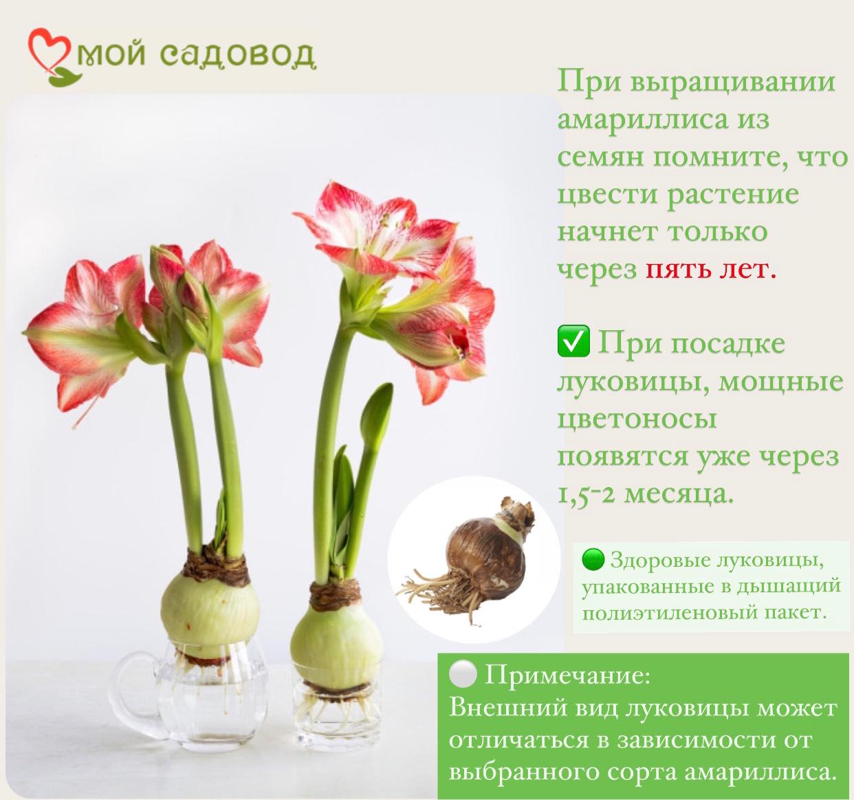 АМАРИЛЛИС КЛОУН