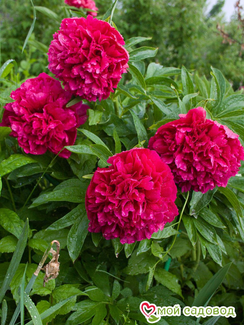 Пион травянистый Оффициналис Рубра Плена