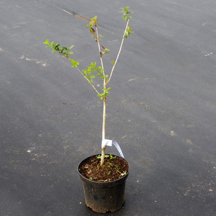 ЖИМОЛОСТЬ ЛЕНИНГРАДСКИЙ ВЕЛИКАН