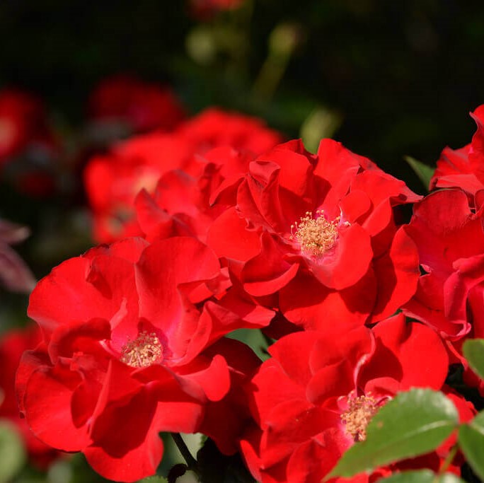 Роза полиантовая Morsdag Orange (Морздаг Оранж)